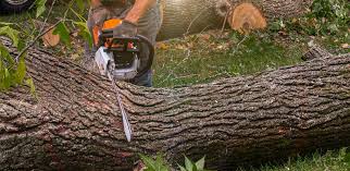 How Our Tree Care Process Works  in  Grand Saline, TX