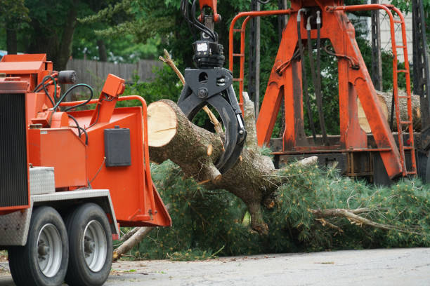 Best Tree Removal  in Grand Saline, TX